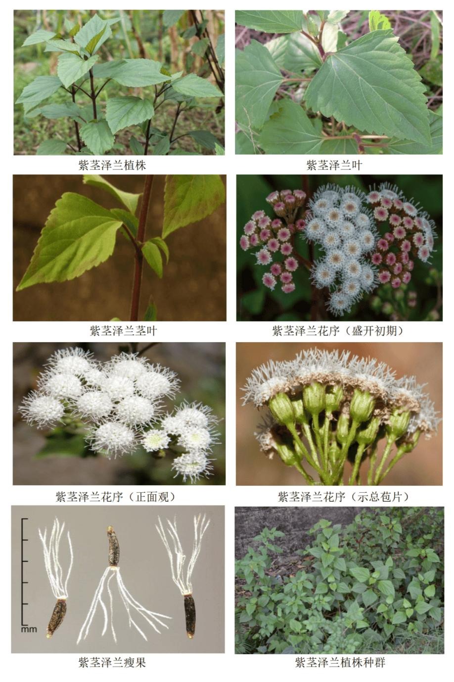 紫茎泽兰.jpeg