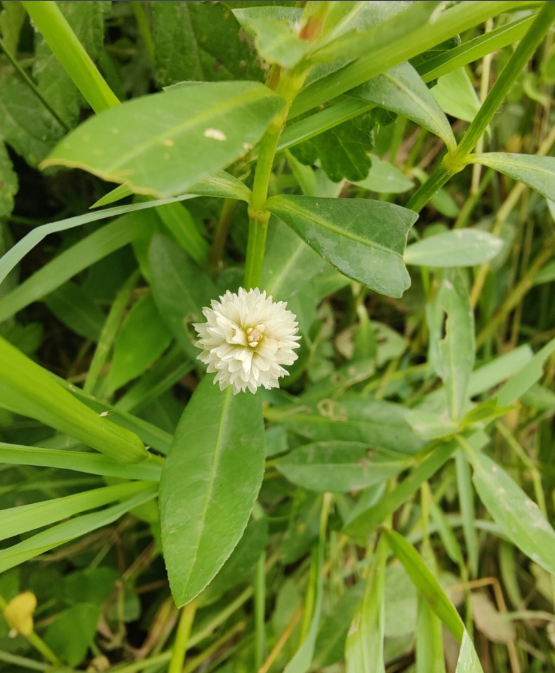 空心莲子草.png