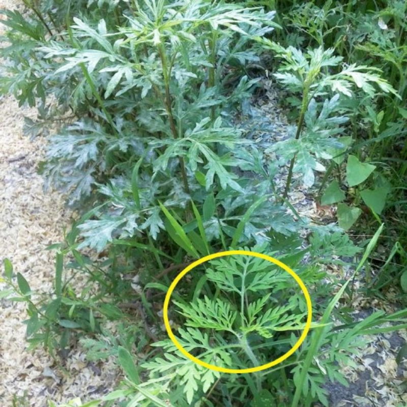 豚草.jpeg