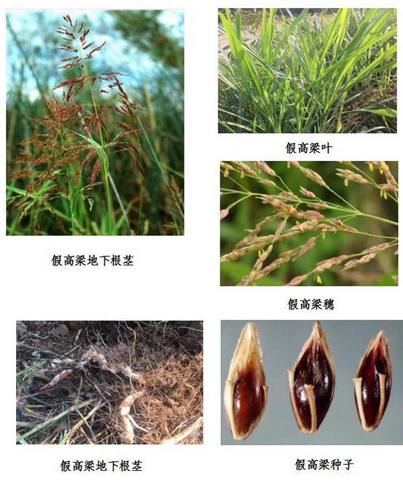假高梁.jpeg